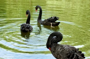优雅黑天鹅图片