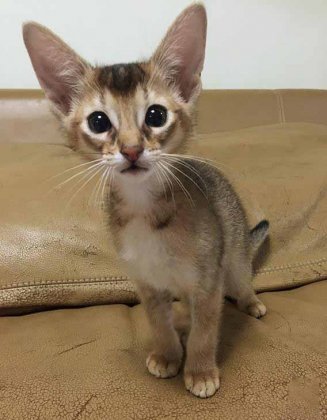 阿比西尼亚猫图片