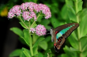 动物图片，青凤蝶