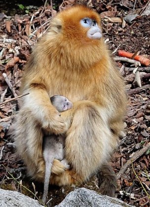 刚出生的金丝猴宝宝