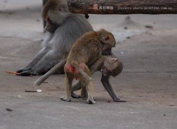 老猴子的教育方法