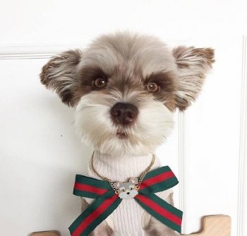 可爱萌宠狗狗图片：呆萌小老头的时尚生活