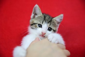 萌萌哒的猫星人来袭