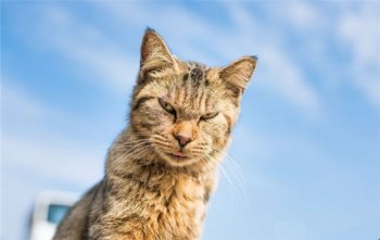 日本福冈县的蓝岛------猫岛图片