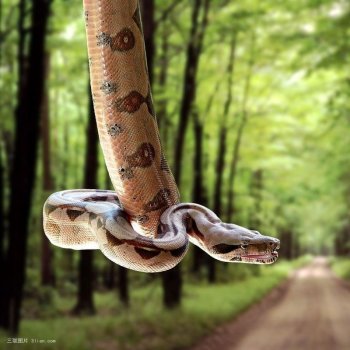 精灵的爬行动物