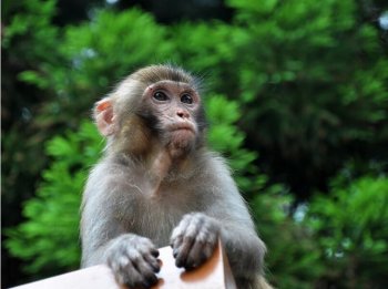 天生好动的猴子