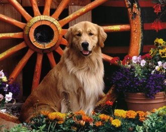 可爱忠诚小狗狗