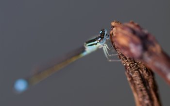 可爱昆虫豆娘桌面壁纸