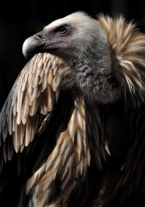 秃鹫觅食时很有耐心