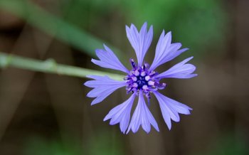 德国之夏昆虫鲜花摄影电脑壁纸