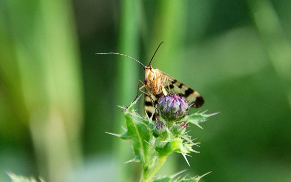 德国之夏昆虫鲜花摄影电脑壁纸