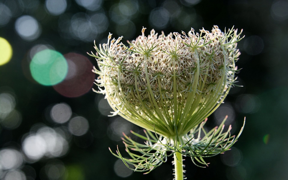 德国之夏昆虫鲜花摄影电脑壁纸