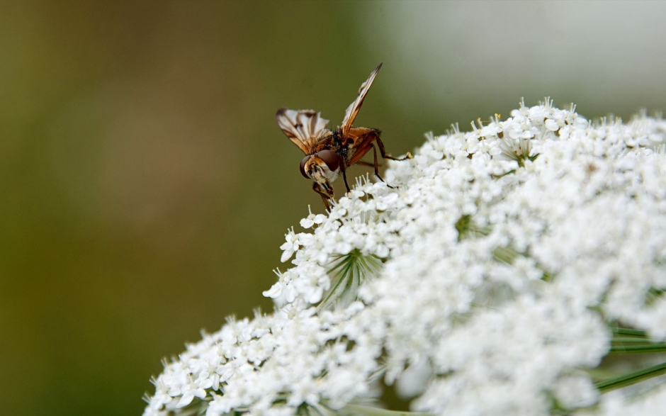 德国之夏昆虫鲜花摄影电脑壁纸