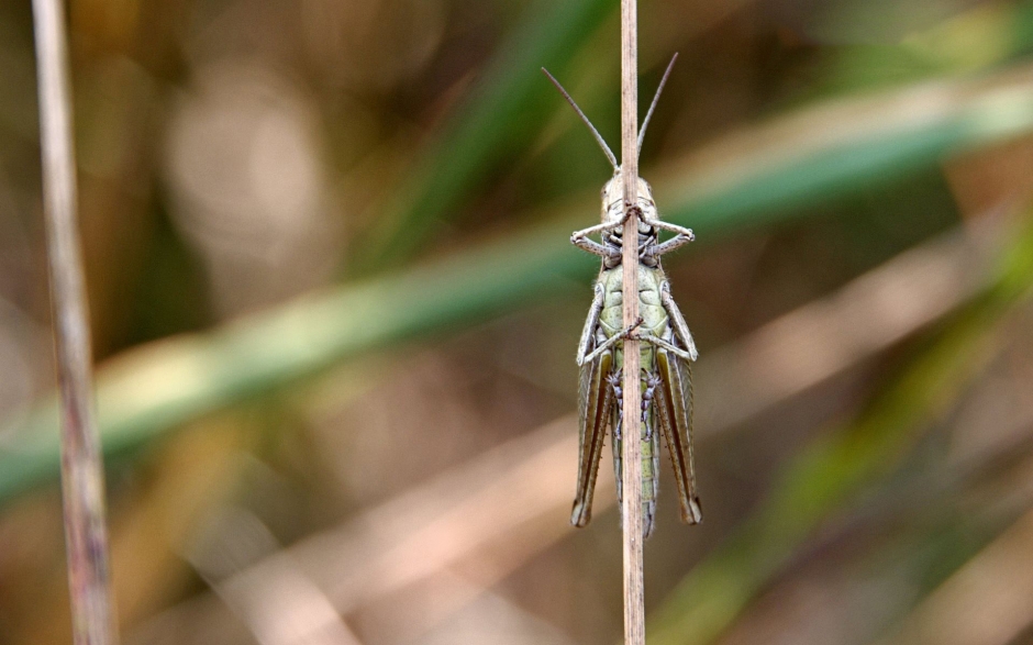 德国之夏昆虫鲜花摄影电脑壁纸