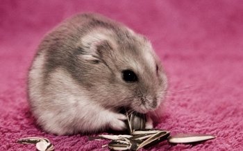 可爱仓鼠图片 十二生肖鼠类图片大全 第四辑