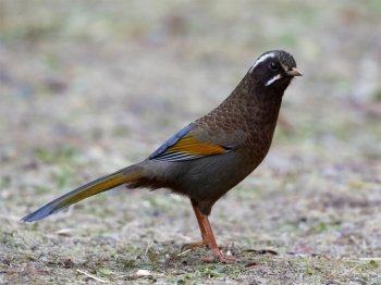 金翼白眉鸟类图片