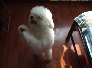 比熊犬可爱萌宠