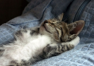 爱睡觉的猫咪