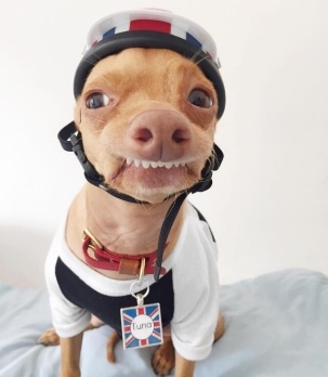 小龅牙猪鼻孔的汪星人