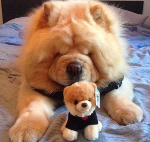 可爱肥肥的松狮