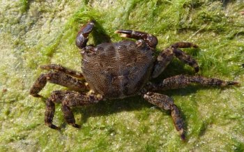 各品种海蟹集锦高清壁纸