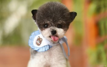 可爱宠物狗摄影