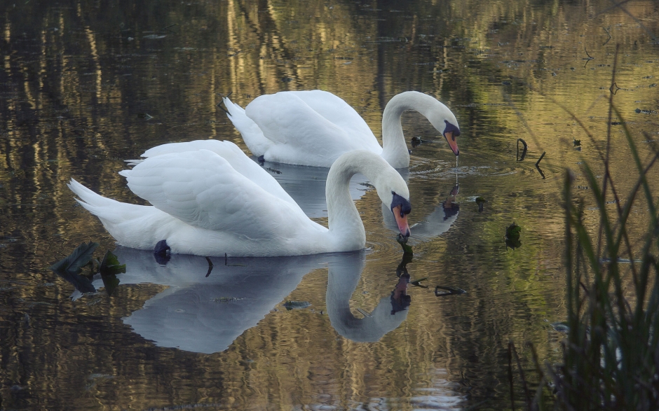 纯美白天鹅湖边嬉戏风景电脑壁纸