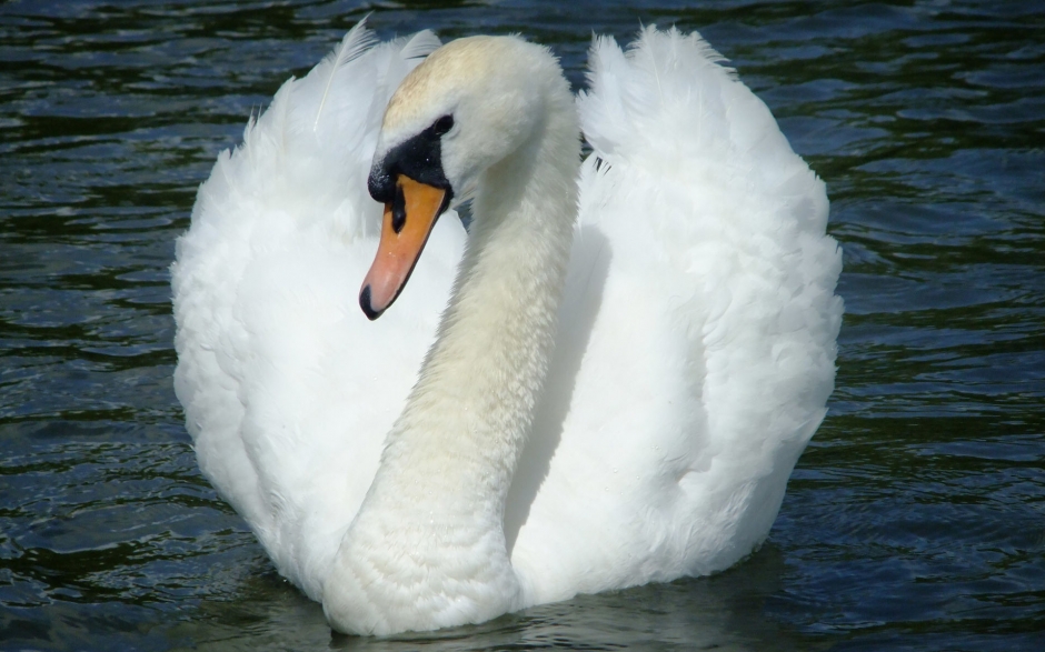 纯美白天鹅湖边嬉戏风景电脑壁纸