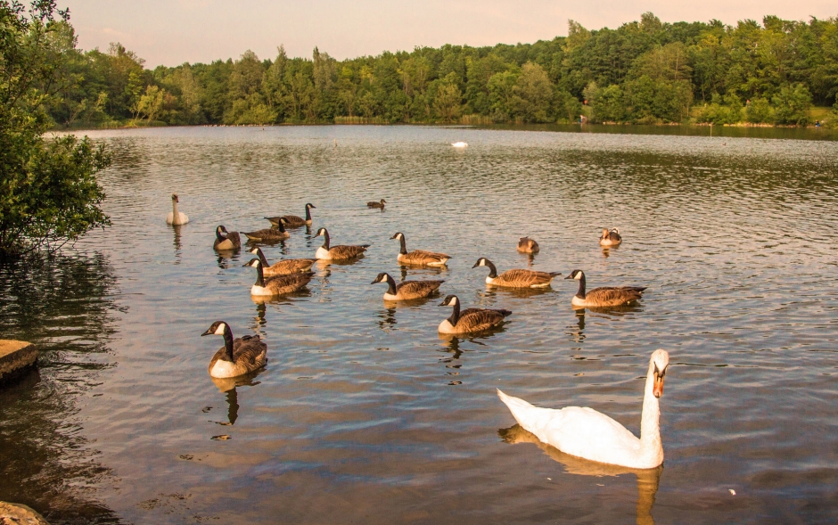纯美白天鹅湖边嬉戏风景电脑壁纸