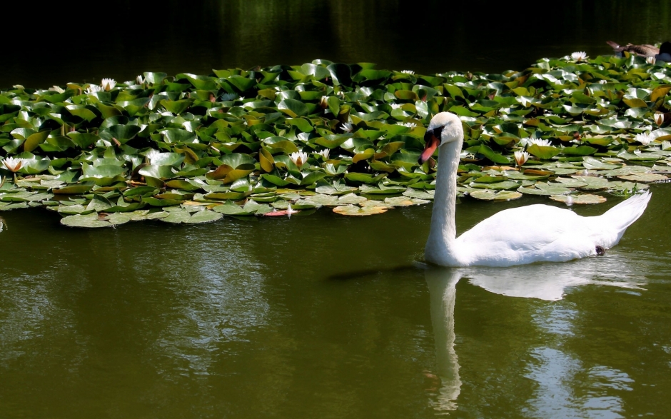 纯美白天鹅湖边嬉戏风景电脑壁纸