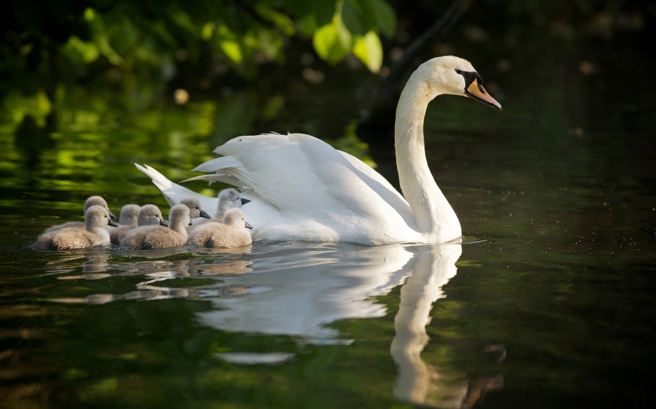 纯美白天鹅湖边嬉戏风景电脑壁纸