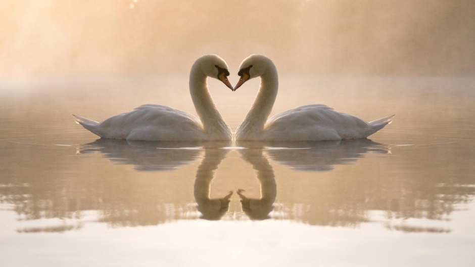 纯美白天鹅湖边嬉戏风景电脑壁纸