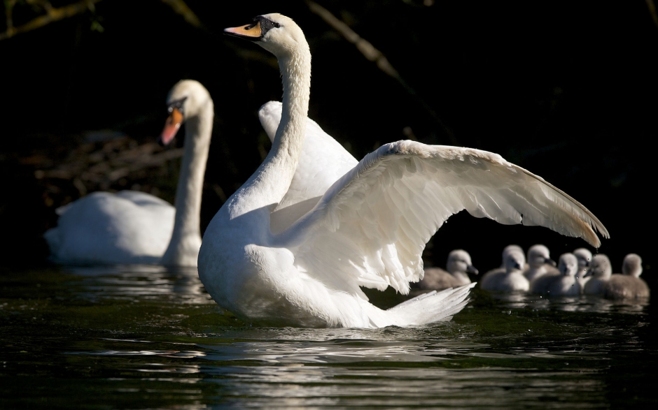 纯美白天鹅湖边嬉戏风景电脑壁纸