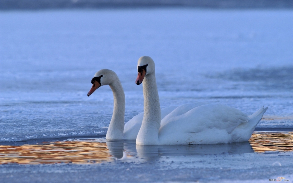 纯美白天鹅湖边嬉戏风景电脑壁纸