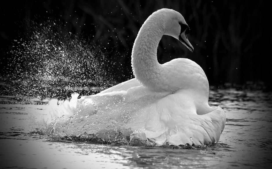 纯美白天鹅湖边嬉戏风景电脑壁纸