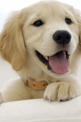 金毛寻回犬图片 动物狗图片 大型犬图片大全