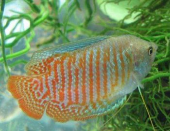 丽丽鱼图片  观赏鱼图片