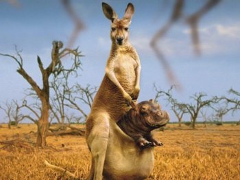 搞怪动物图片桌面壁纸