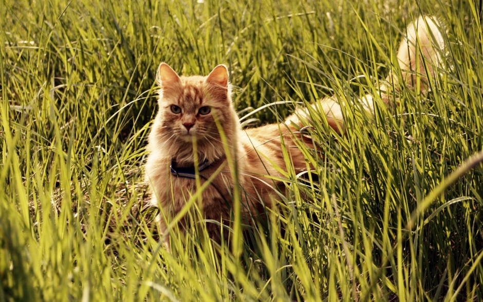 草地萌猫电脑壁纸