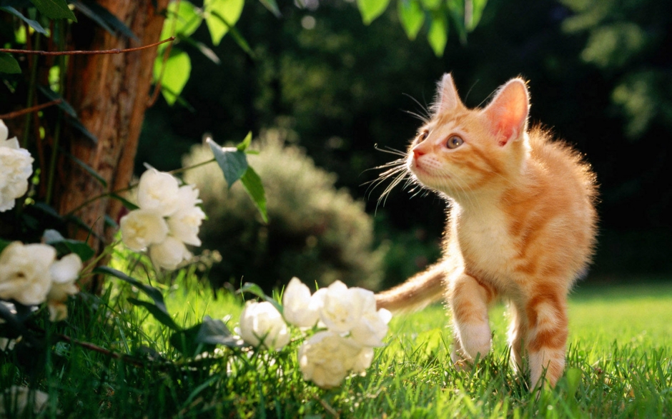 草地萌猫电脑壁纸