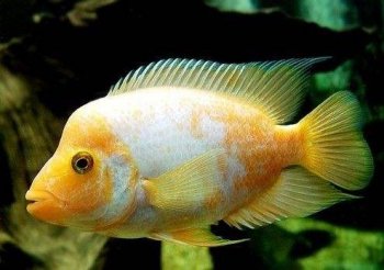 火鹤鱼图片 观赏鱼图片