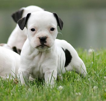 小型斗牛梗图片  狗图片  动物图片