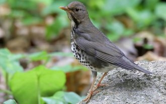 高清乌灰鸫图片