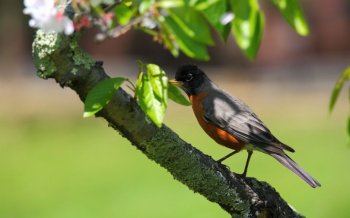 小鸟黑喉红尾鸲高清壁纸