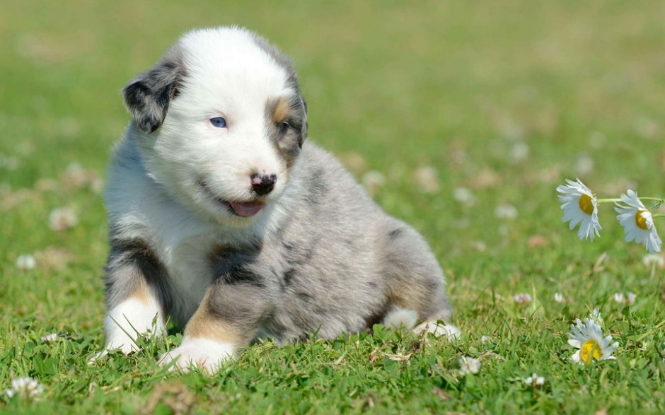 澳洲牧牛犬高清壁纸