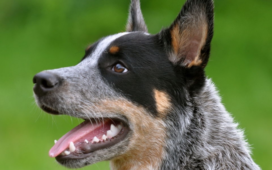 澳洲牧牛犬高清壁纸