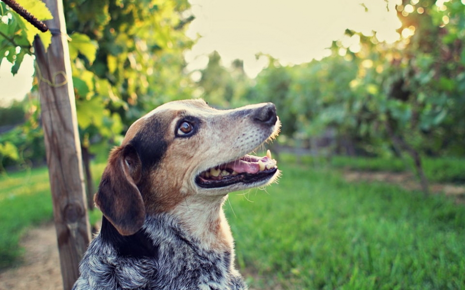澳洲牧牛犬高清壁纸