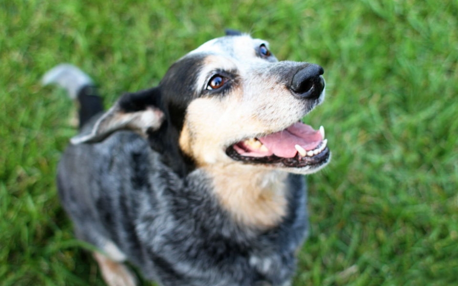 澳洲牧牛犬高清壁纸