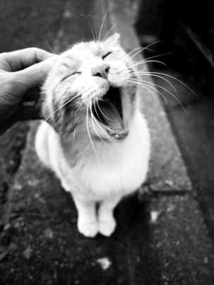 可爱的小东西猫咪