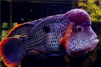 红尾皇冠鱼图片 观赏鱼图片